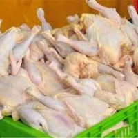 هر آنچه باید درباره ی مرغ سبز بدانیم